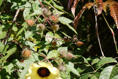 Hibiscus hispidissimus